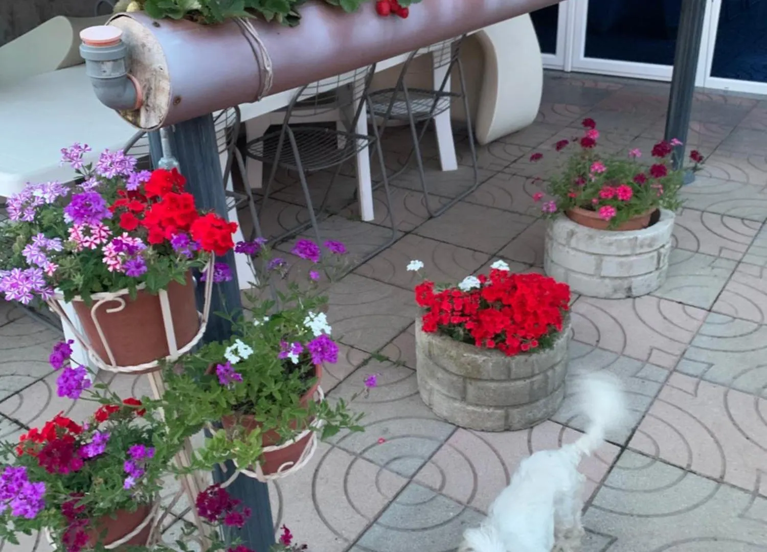 Hotel Villa Linda Shkodër